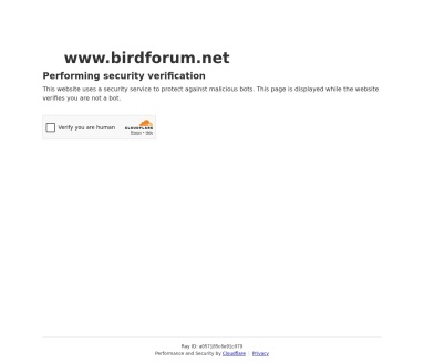 Birdforum