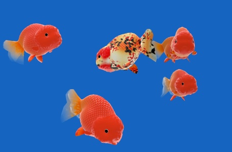 在线养鱼-我爱网址导航