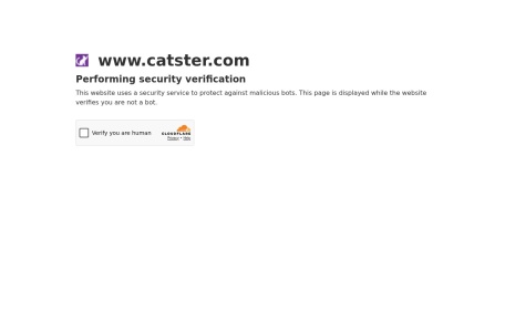 catster