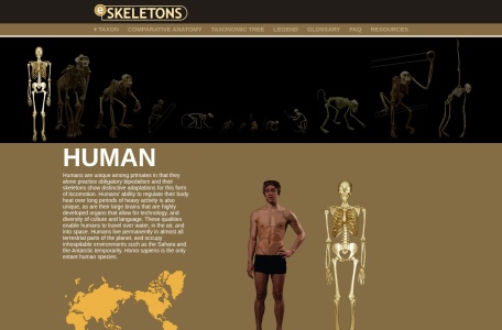 eSkeletons