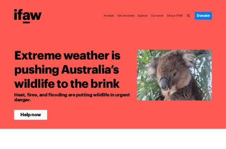 国际爱护动物基金会