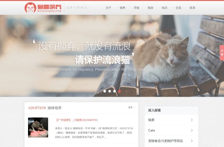 猫咪领养网