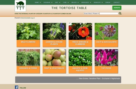 The Tortoise Table