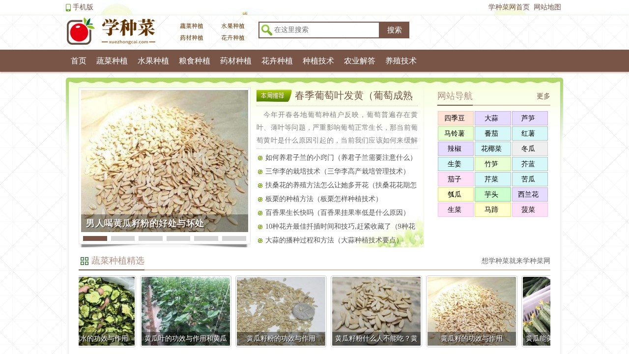 学种菜网
